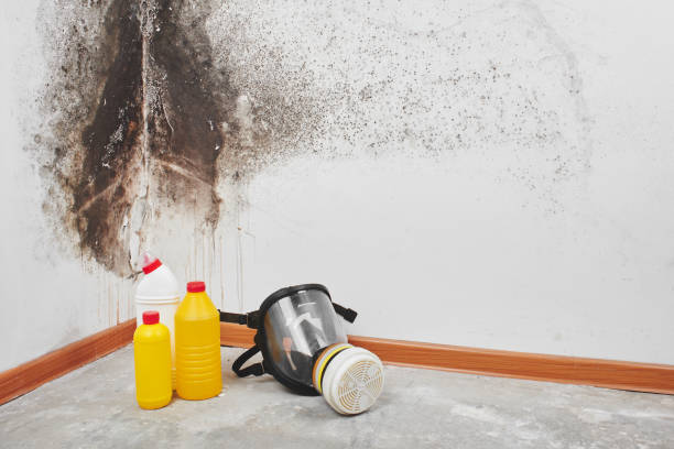 Best Best Mold Removal Companies  in Trinity, TX