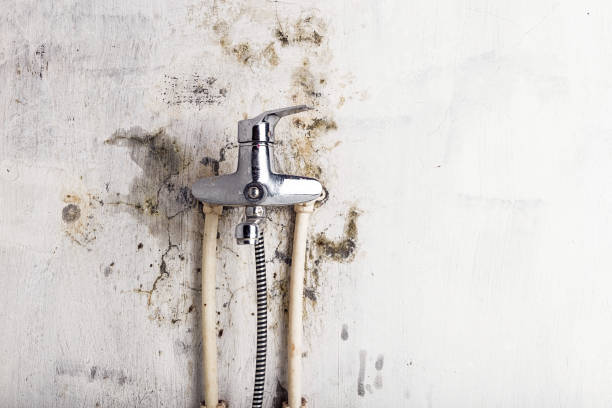 Best Best Mold Removal Companies  in Trinity, TX