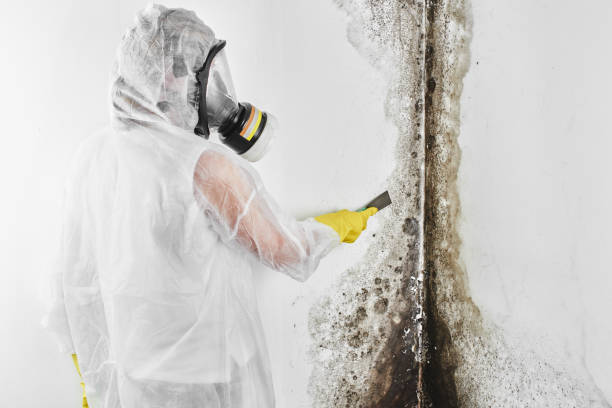 Best Attic Mold Removal  in Trinity, TX
