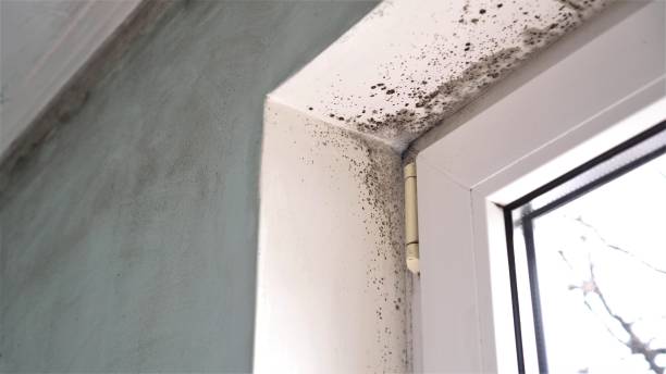 Reliable Trinity, TX Mold Removal Solutions