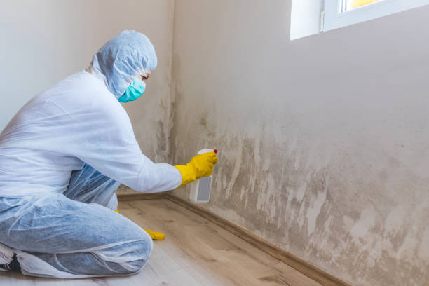 Best Certified Mold Removal  in Trinity, TX