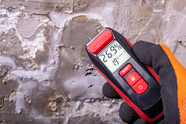 Best Mold Damage Repair  in Trinity, TX