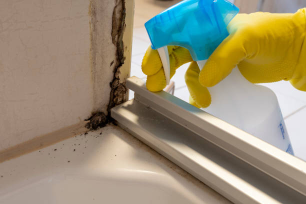 Best Crawl Space Mold Removal  in Trinity, TX