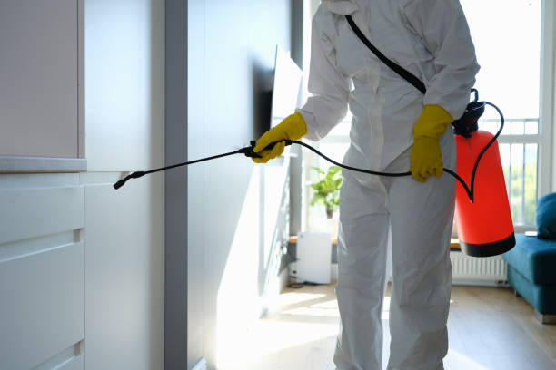 Best Black Mold Removal  in Trinity, TX