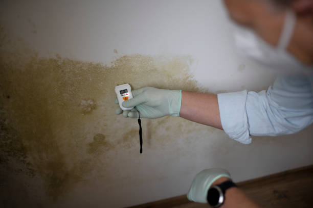 Best Toxic Mold Removal  in Trinity, TX