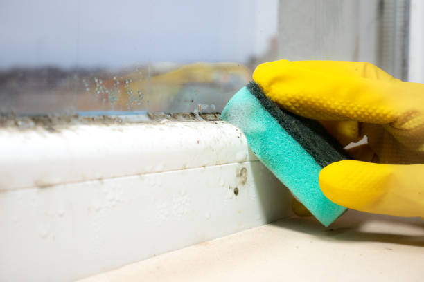 Best Fast Mold Removal  in Trinity, TX