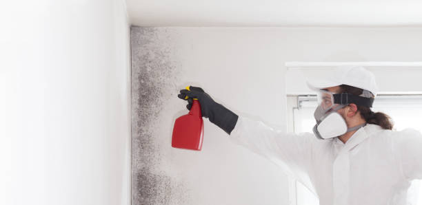 Best Affordable Mold Removal  in Trinity, TX