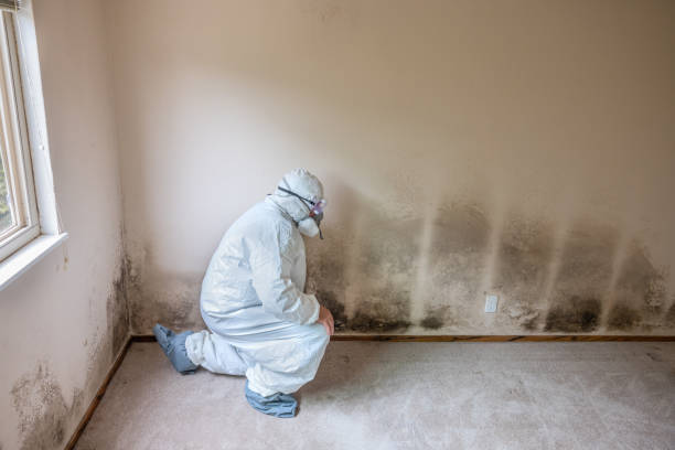 Best Professional Mold Removal  in Trinity, TX