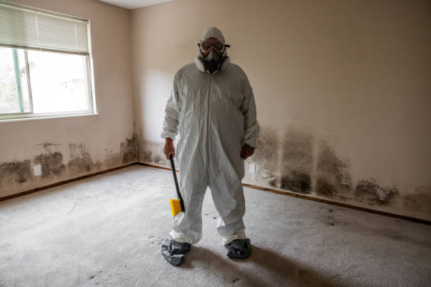 Attic Mold Removal in Trinity, TX