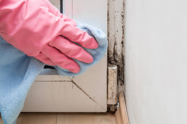 Best Commercial Mold Removal  in Trinity, TX