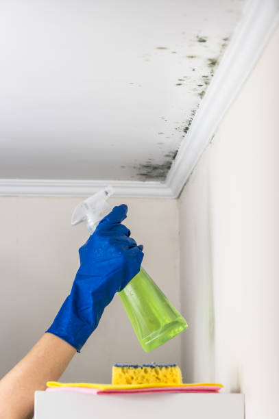 Reliable Trinity, TX Mold Removal Solutions