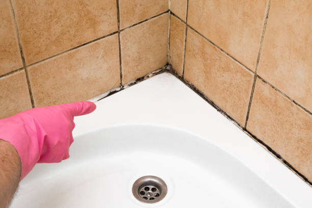 Best Mold Removal Company Near Me  in Trinity, TX
